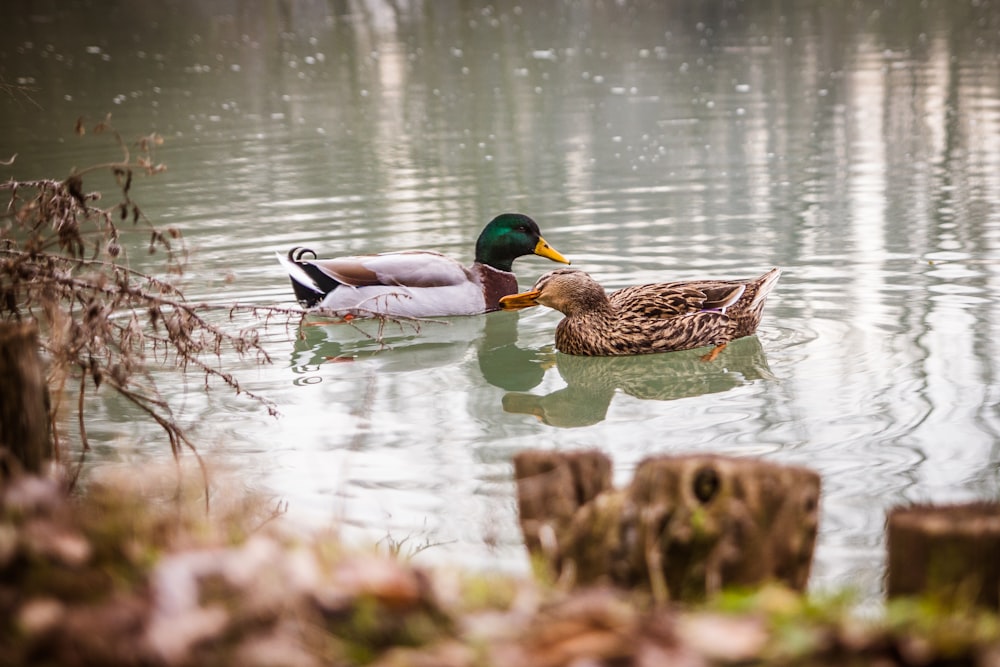 two mallard ducks on water