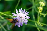 brown and black bee on purple flower