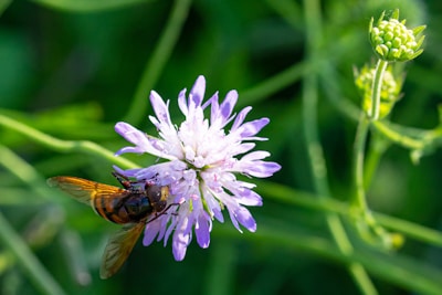 brown and black bee on purple flower