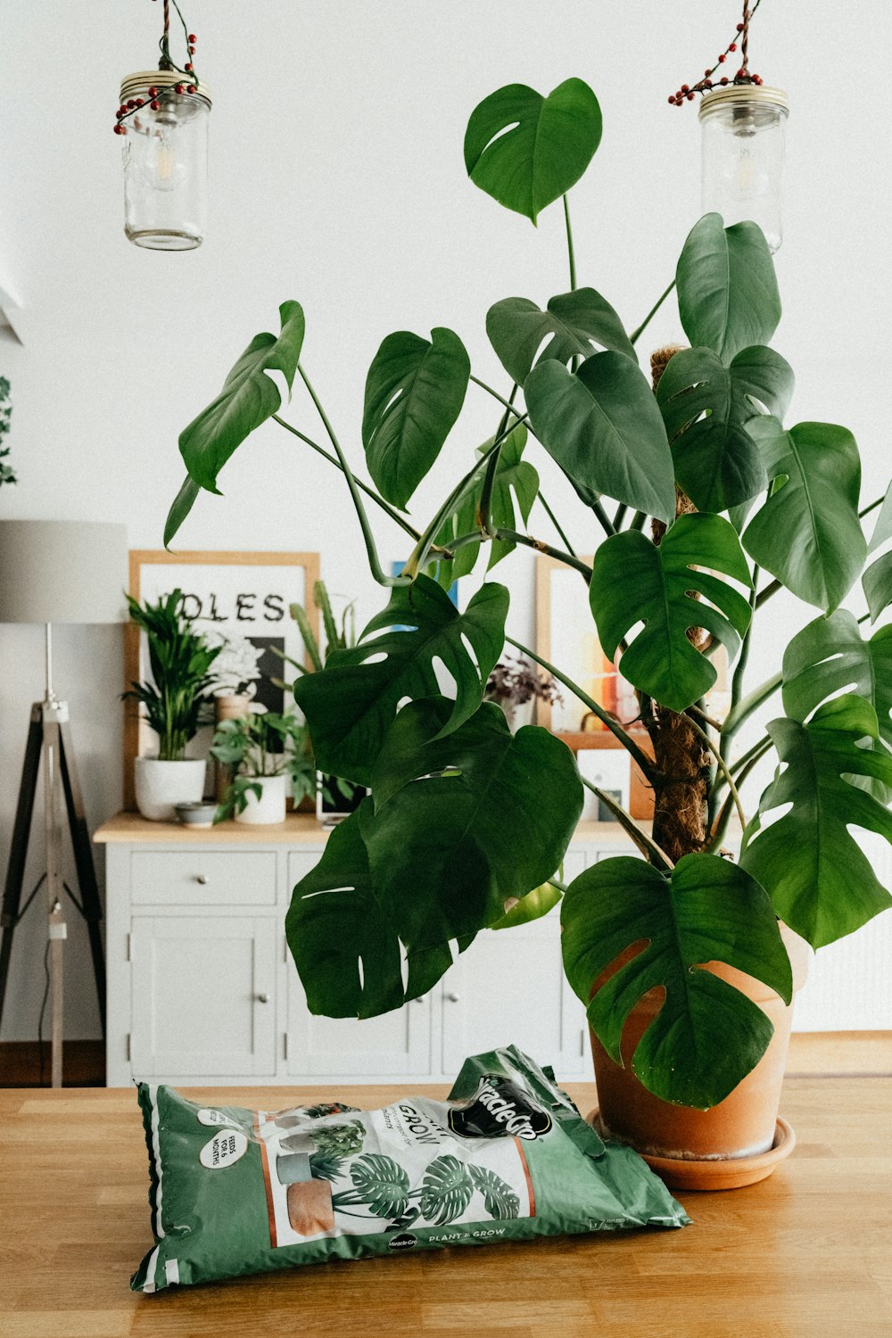 green plant on white wooden cabinet