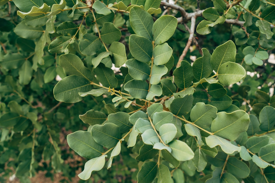 green leaves in close up photography