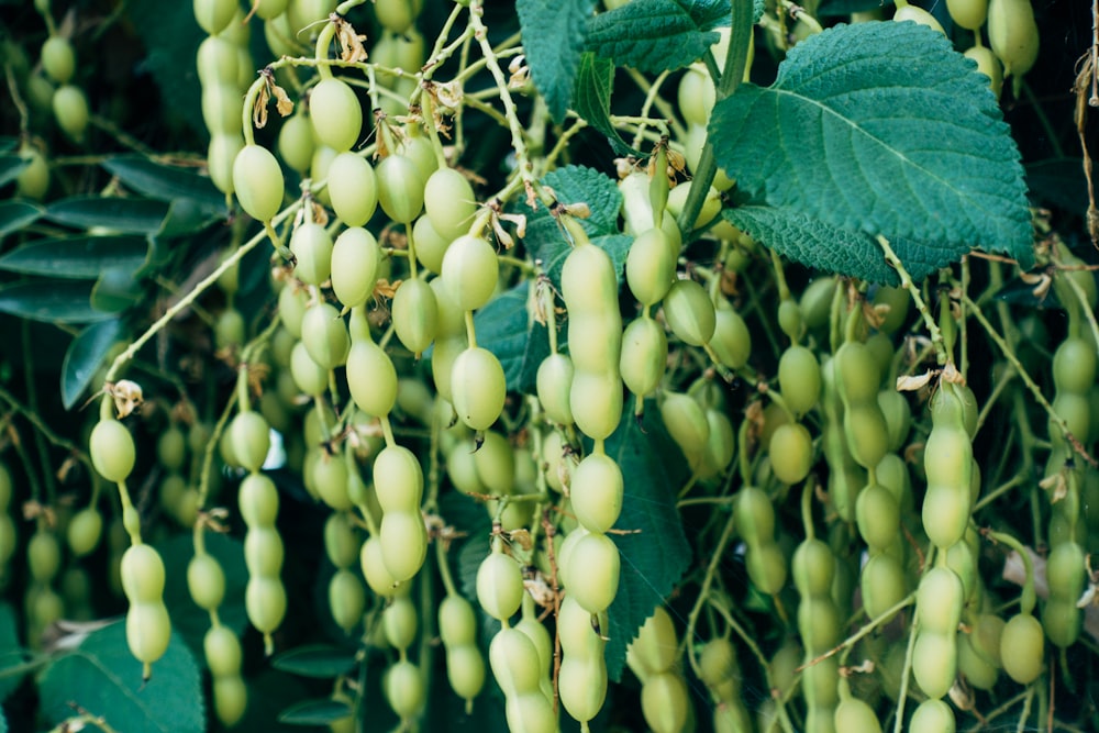 green round fruits on green stem