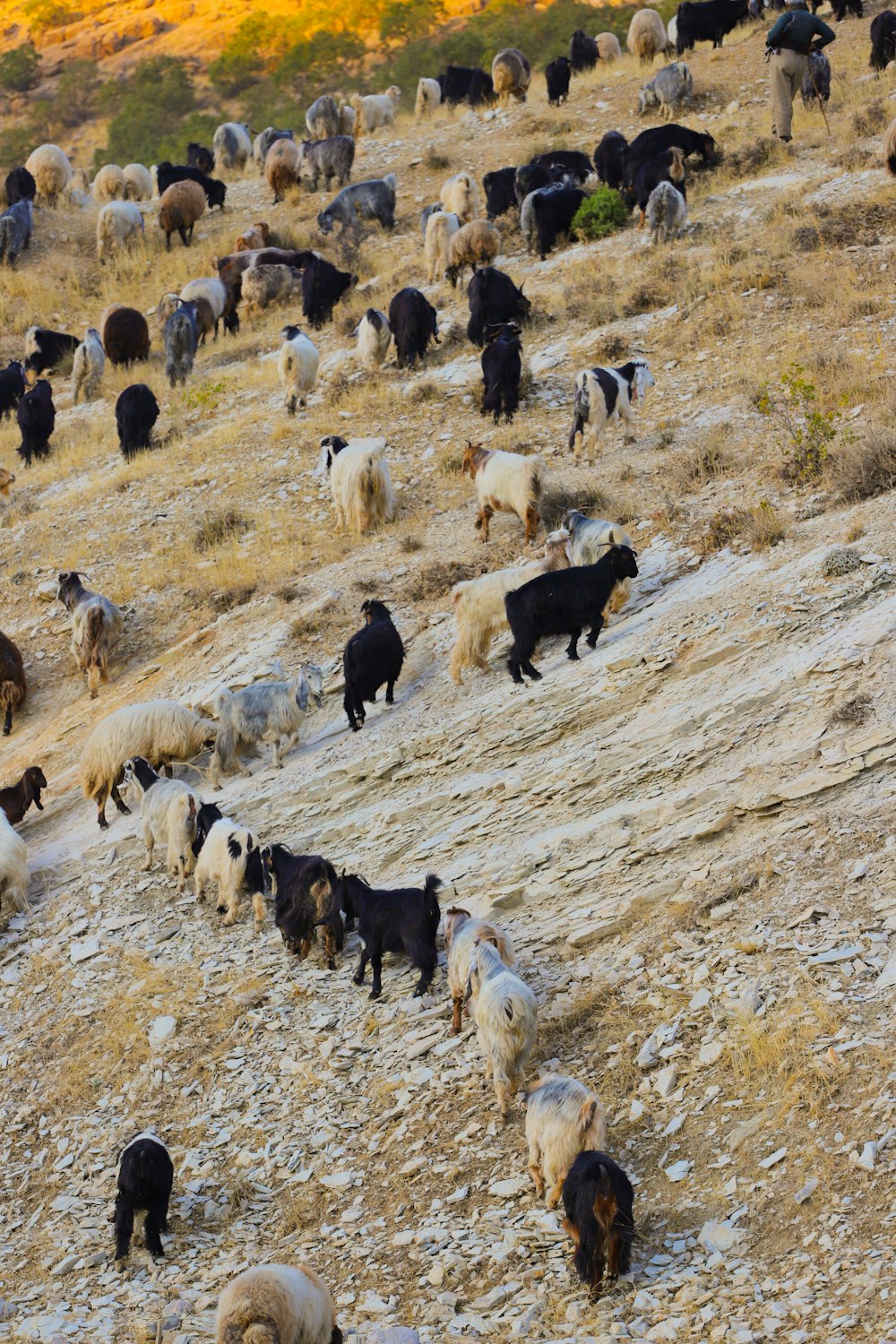 昼間の茶色の野原の羊の群れ
