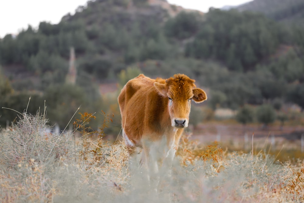 brown cow on green grass field during daytime