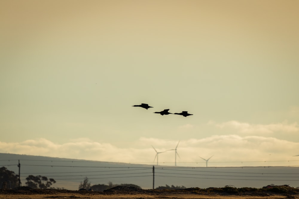 Zwei Vögel, die tagsüber über das Meer fliegen