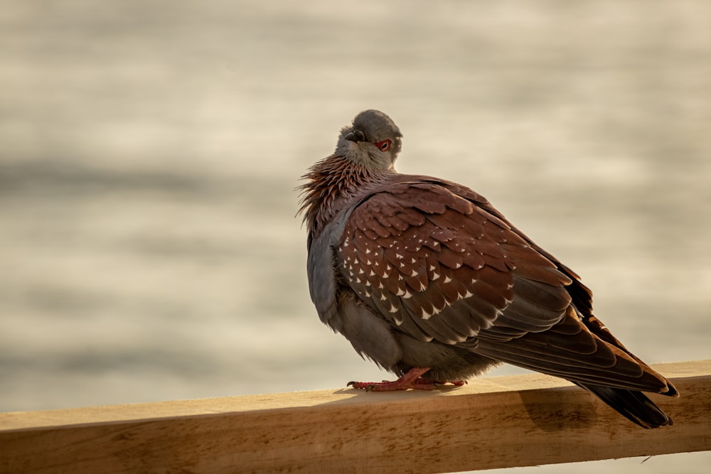 oiseau brun et blanc sur table en bois marron