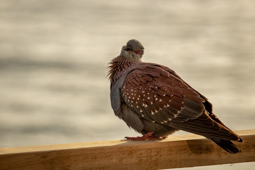 brown and white bird on brown wooden table