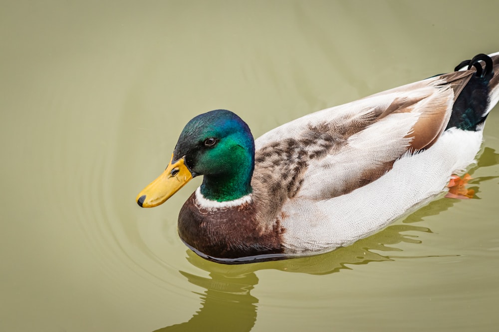 canard colvert sur l’eau pendant la journée