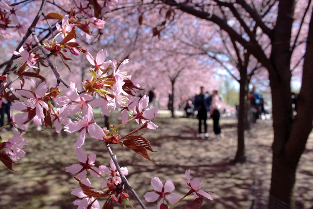 pink and white flower on tree branch during daytime