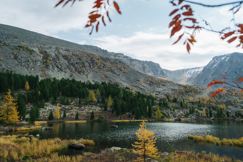 green trees near lake and mountain during daytime