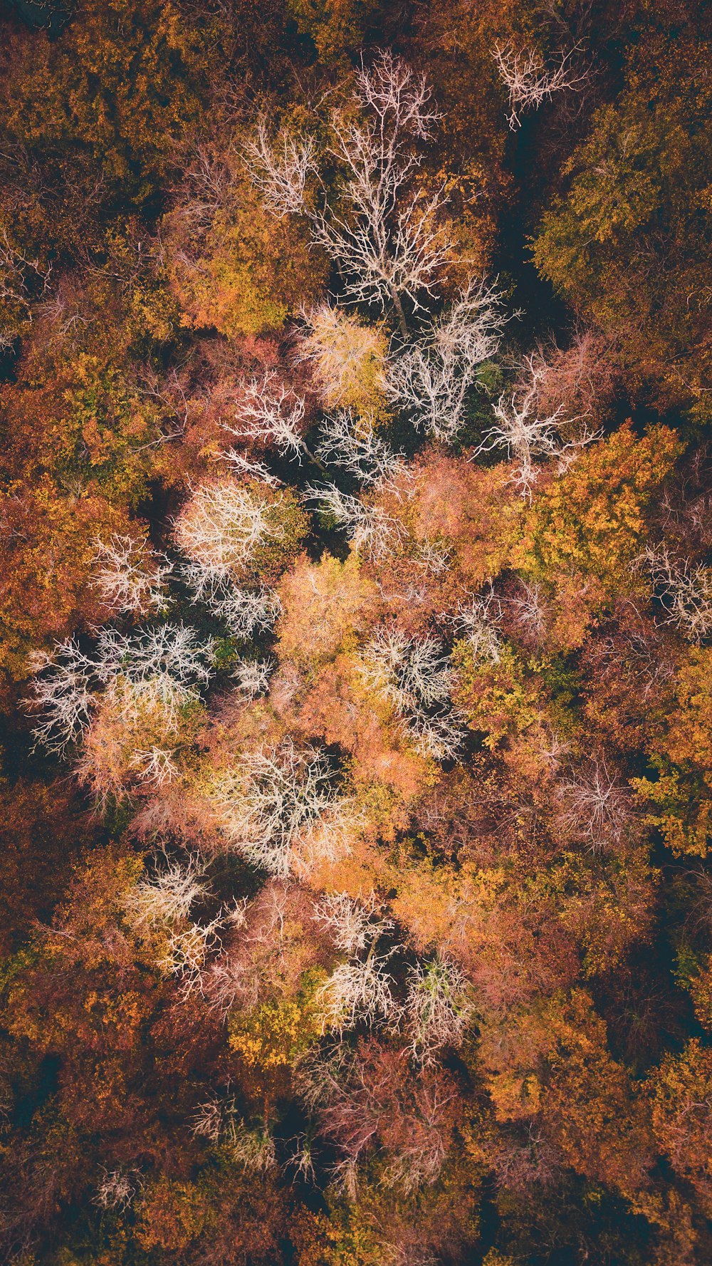 brown and green trees during daytime