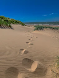 green grass on brown sand during daytime