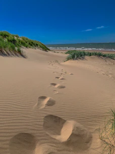 green grass on brown sand during daytime
