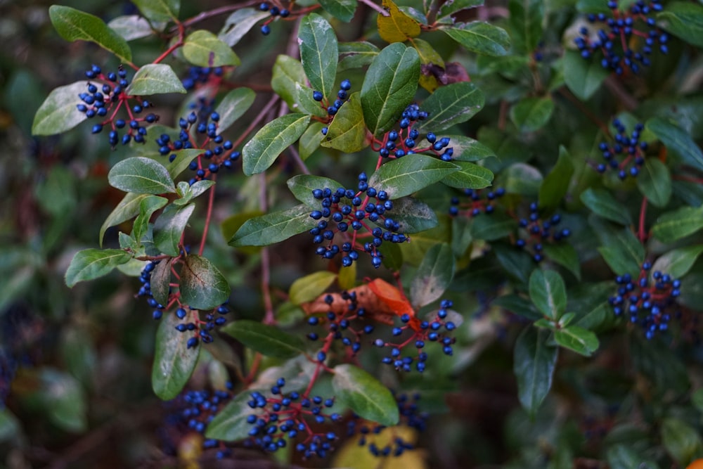 blue and red flower buds in tilt shift lens