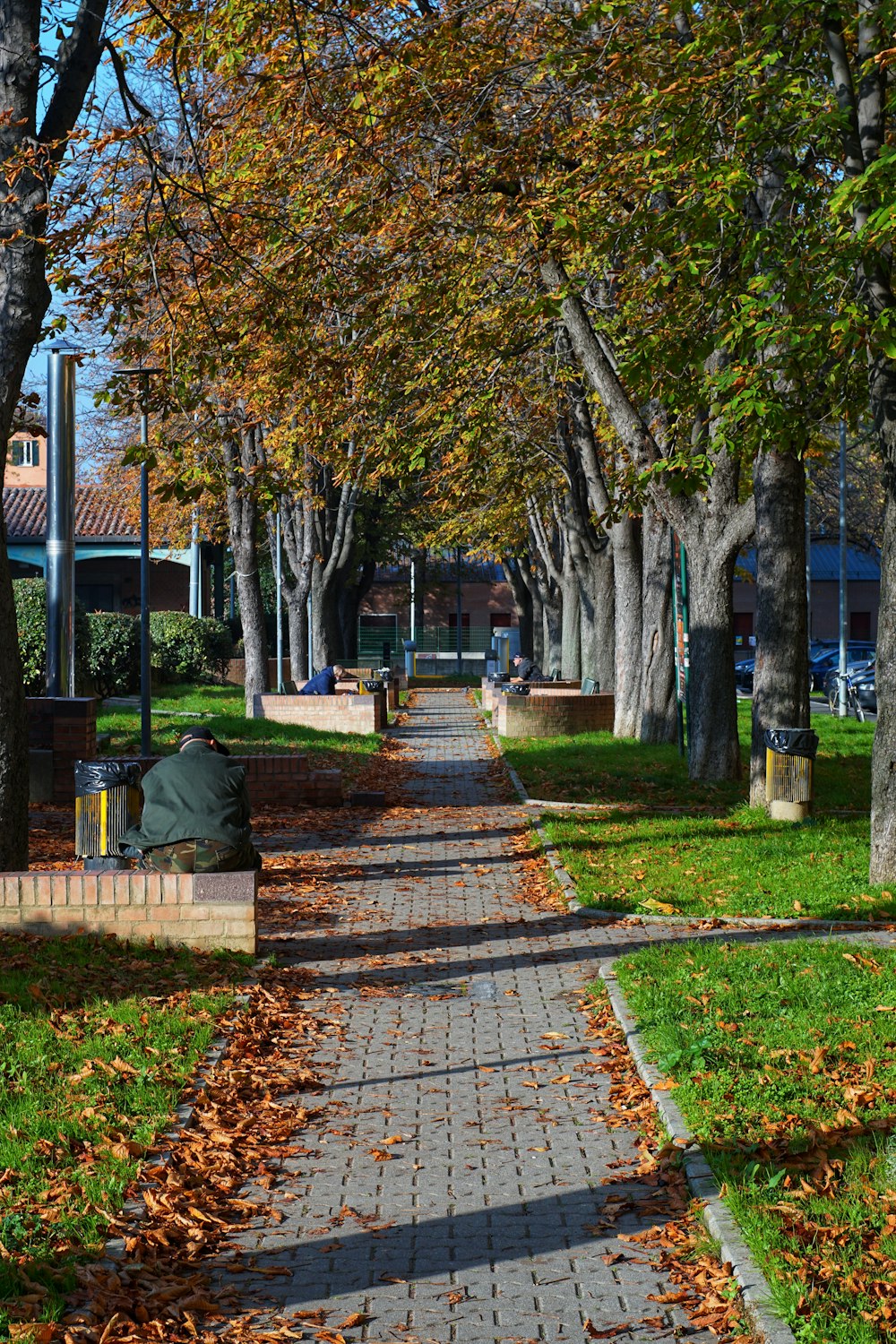 brown and green trees near brown wooden bench during daytime