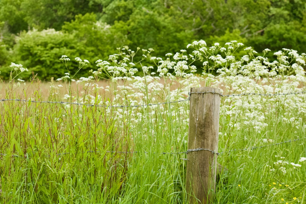 brown wooden post near green plants during daytime