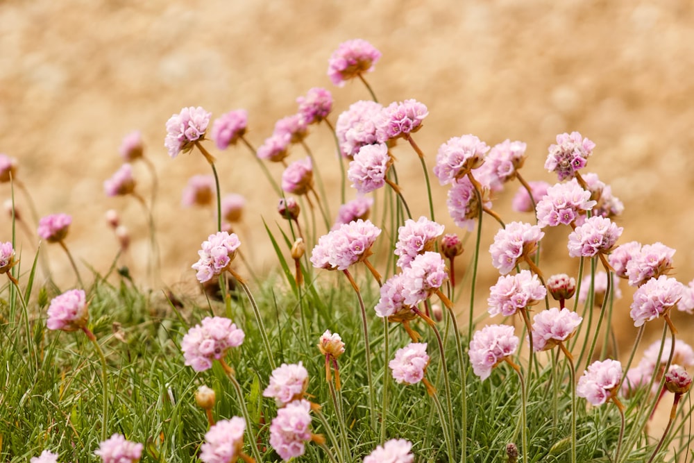 white and pink flowers during daytime