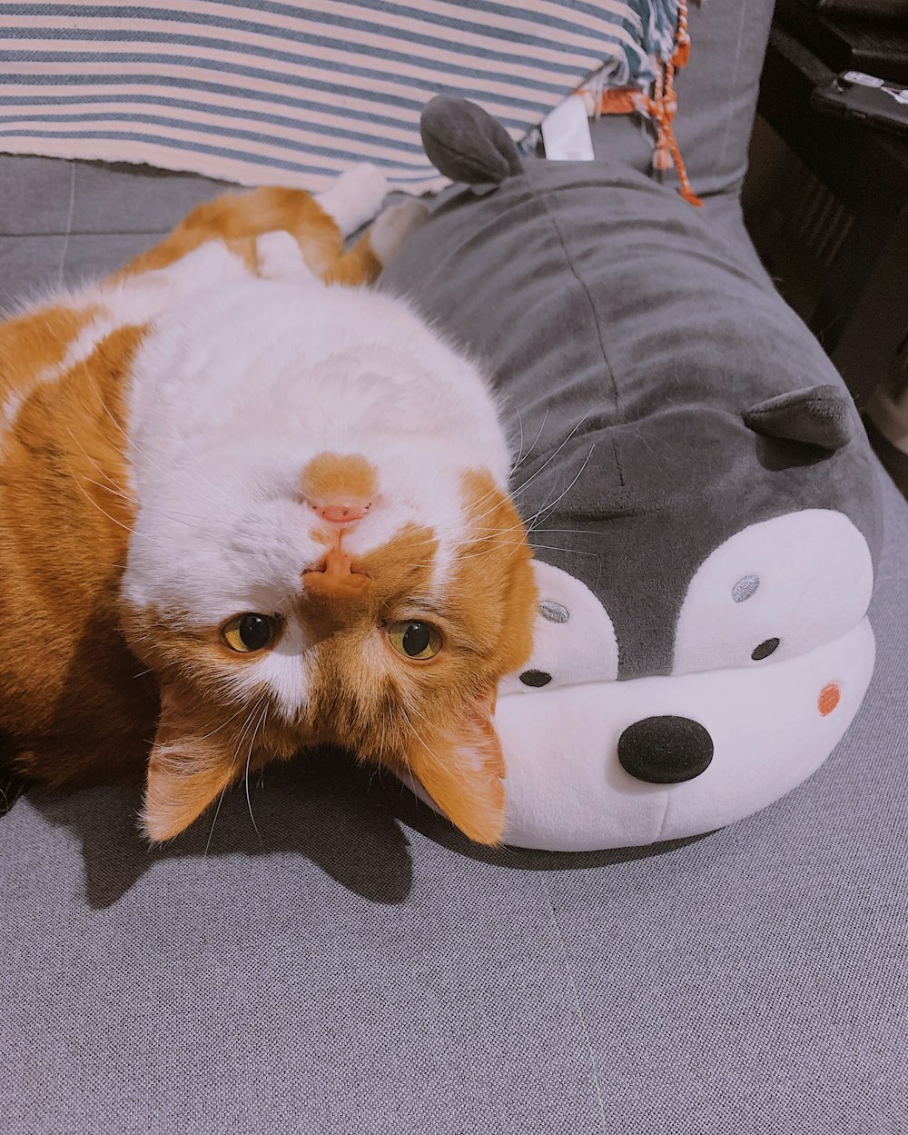 orange and white cat plush toy