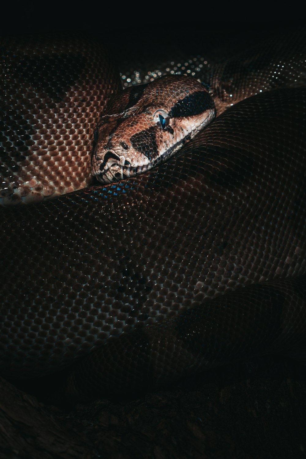 brown and black snake skin
