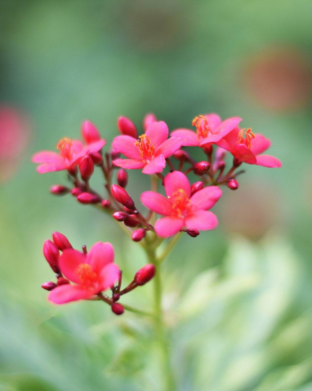 pink flowers in tilt shift lens