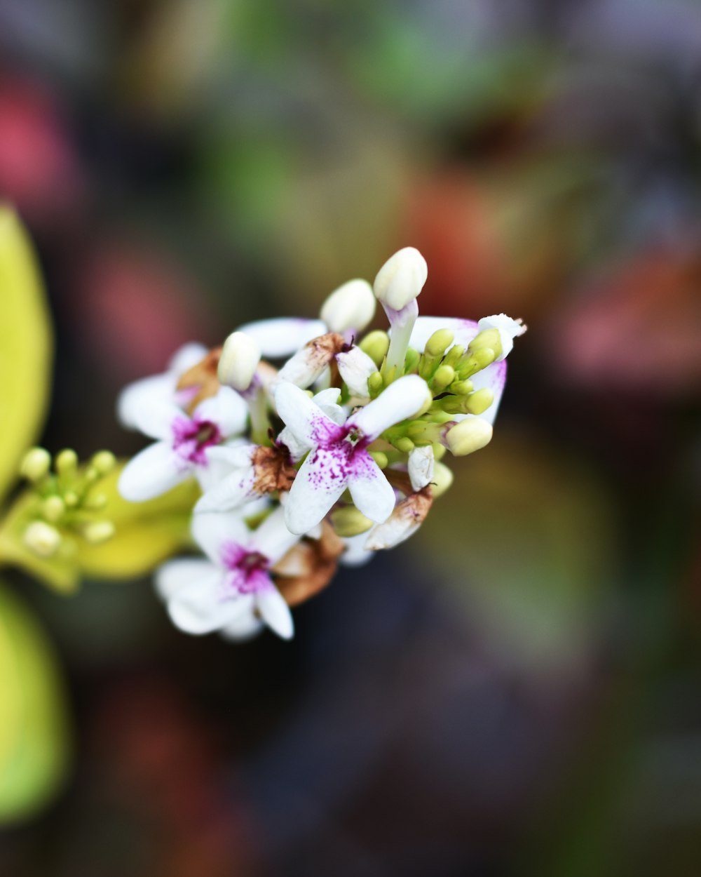 white and pink flower in tilt shift lens