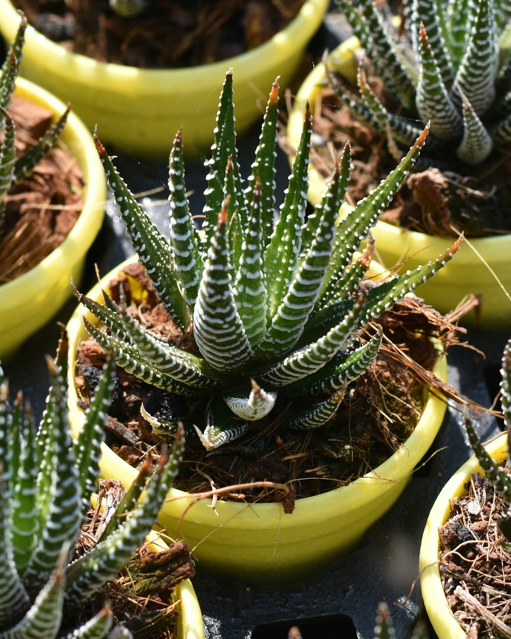 green cactus plant on yellow plastic pot