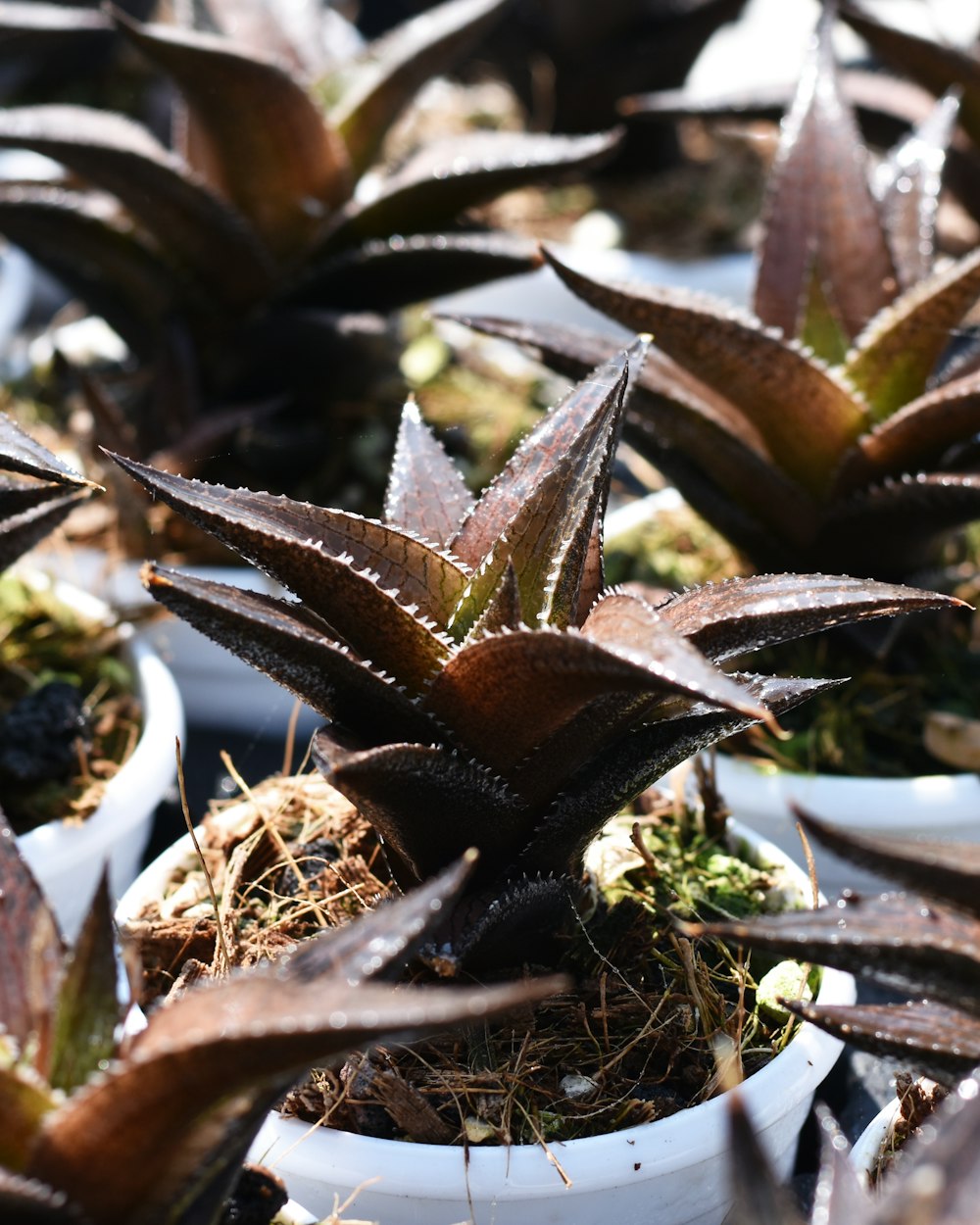 green and brown plant on white plastic container