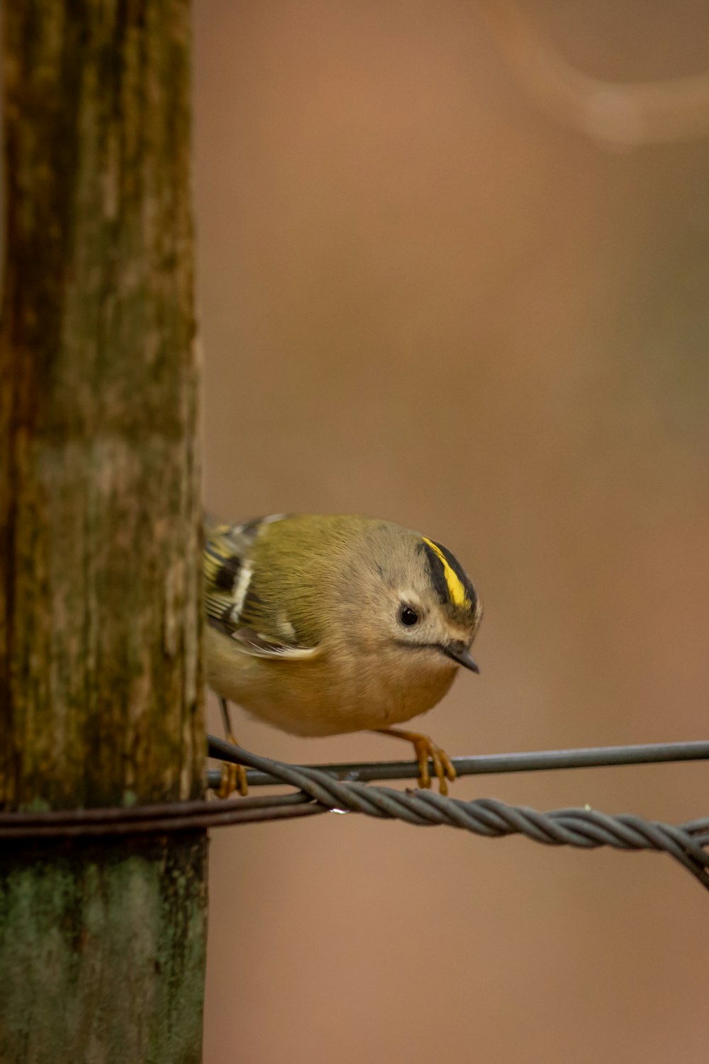 yellow and black bird on brown tree branch