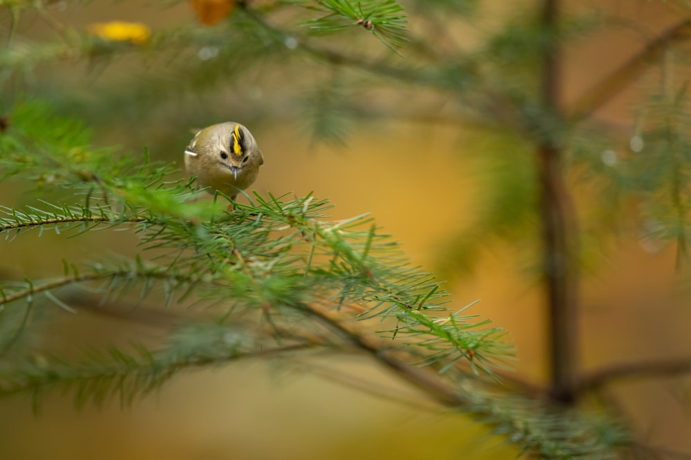 yellow bird on green grass