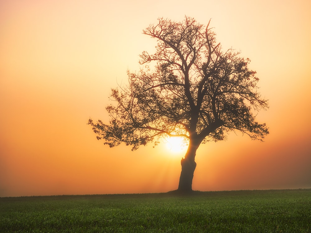 Arbre sans feuilles sur un champ d’herbe verte pendant la journée