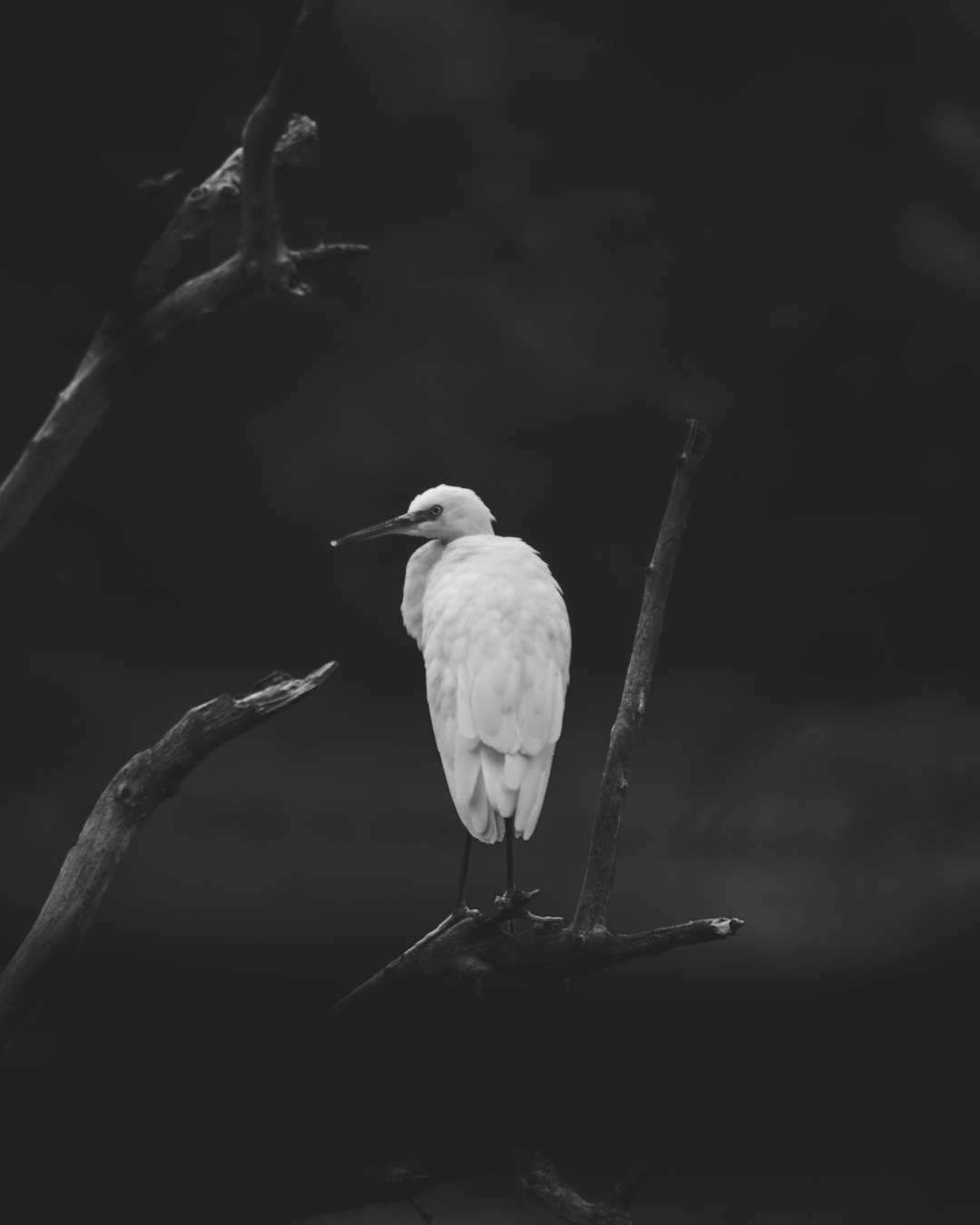 white long beak bird on tree branch
