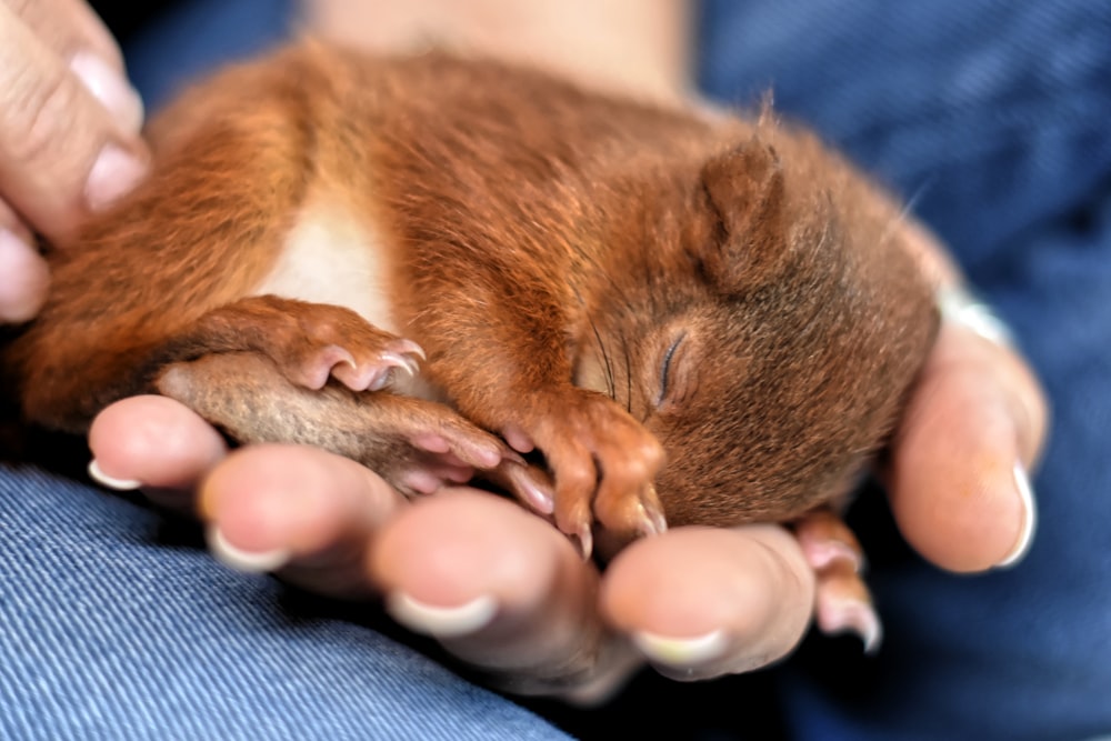 brown mouse on persons hand