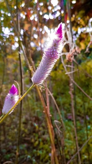 A close-up of a vibrant watercolor painting depicting a blooming wildflower surrounded by delicate leaves.