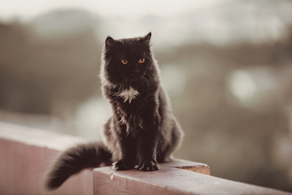 black cat on brown wooden table