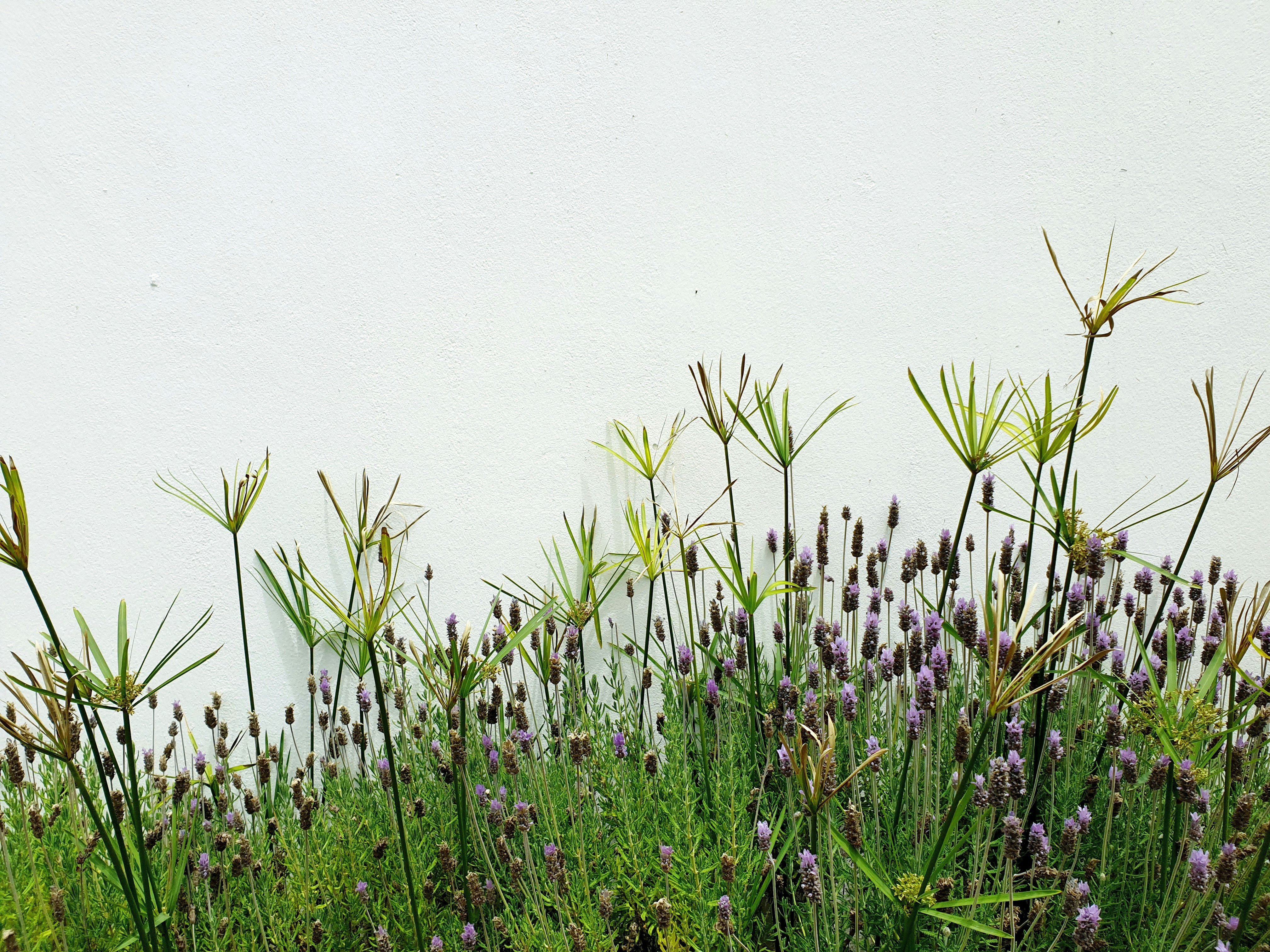 Plantas que criam harmonia visual no jardim