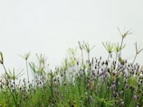A garden filled with tall, slender green plants and clusters of lavender flowers against a plain white background. The plants have a mix of spiky and smooth foliage, adding texture to the vibrant greenery.