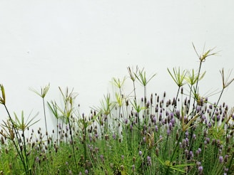 A garden filled with tall, slender green plants and clusters of lavender flowers against a plain white background. The plants have a mix of spiky and smooth foliage, adding texture to the vibrant greenery.