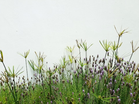 A garden filled with tall, slender green plants and clusters of lavender flowers against a plain white background. The plants have a mix of spiky and smooth foliage, adding texture to the vibrant greenery.