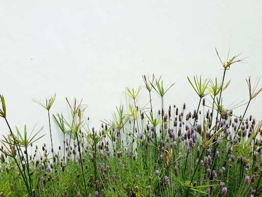 A garden filled with tall, slender green plants and clusters of lavender flowers against a plain white background. The plants have a mix of spiky and smooth foliage, adding texture to the vibrant greenery.
