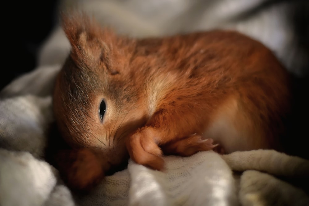 brown squirrel on white textile