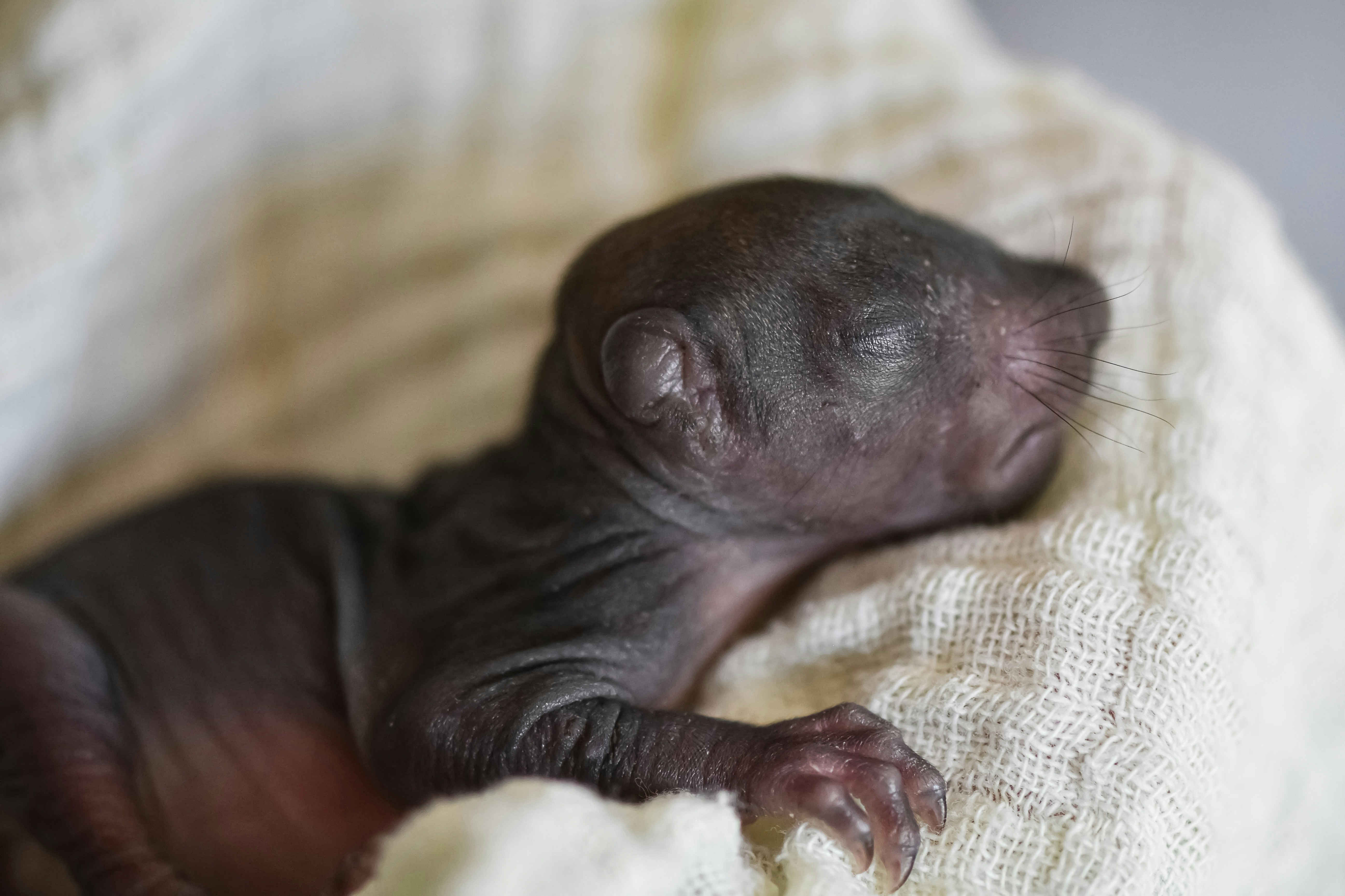black short coated animal on yellow and white textile