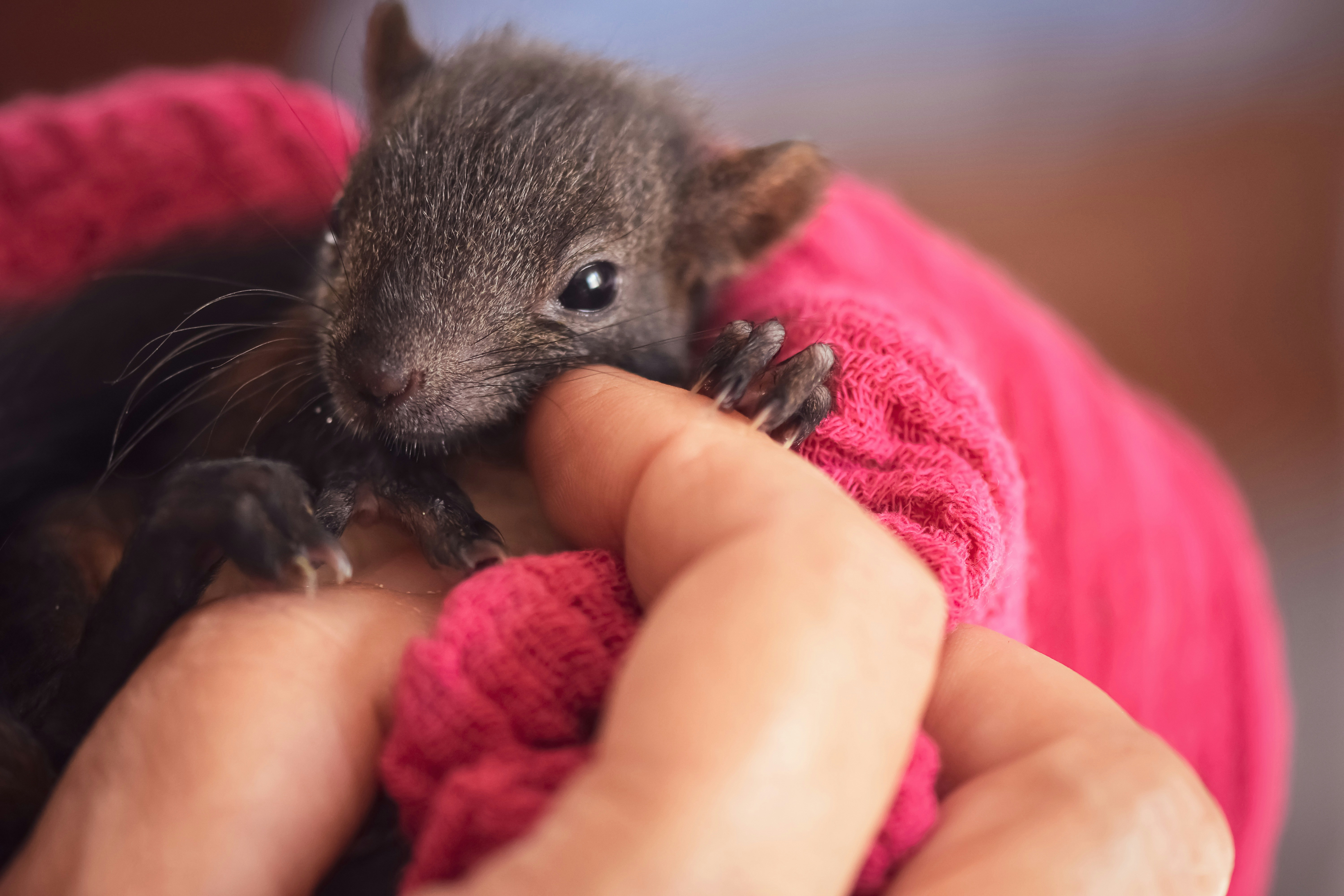 person holding gray mouse on pink textile