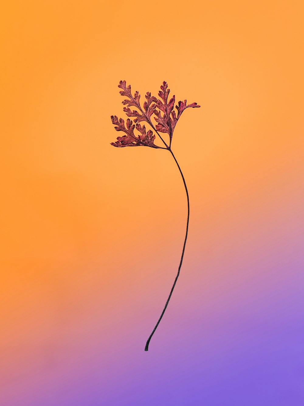 pianta a foglia verde su sfondo viola