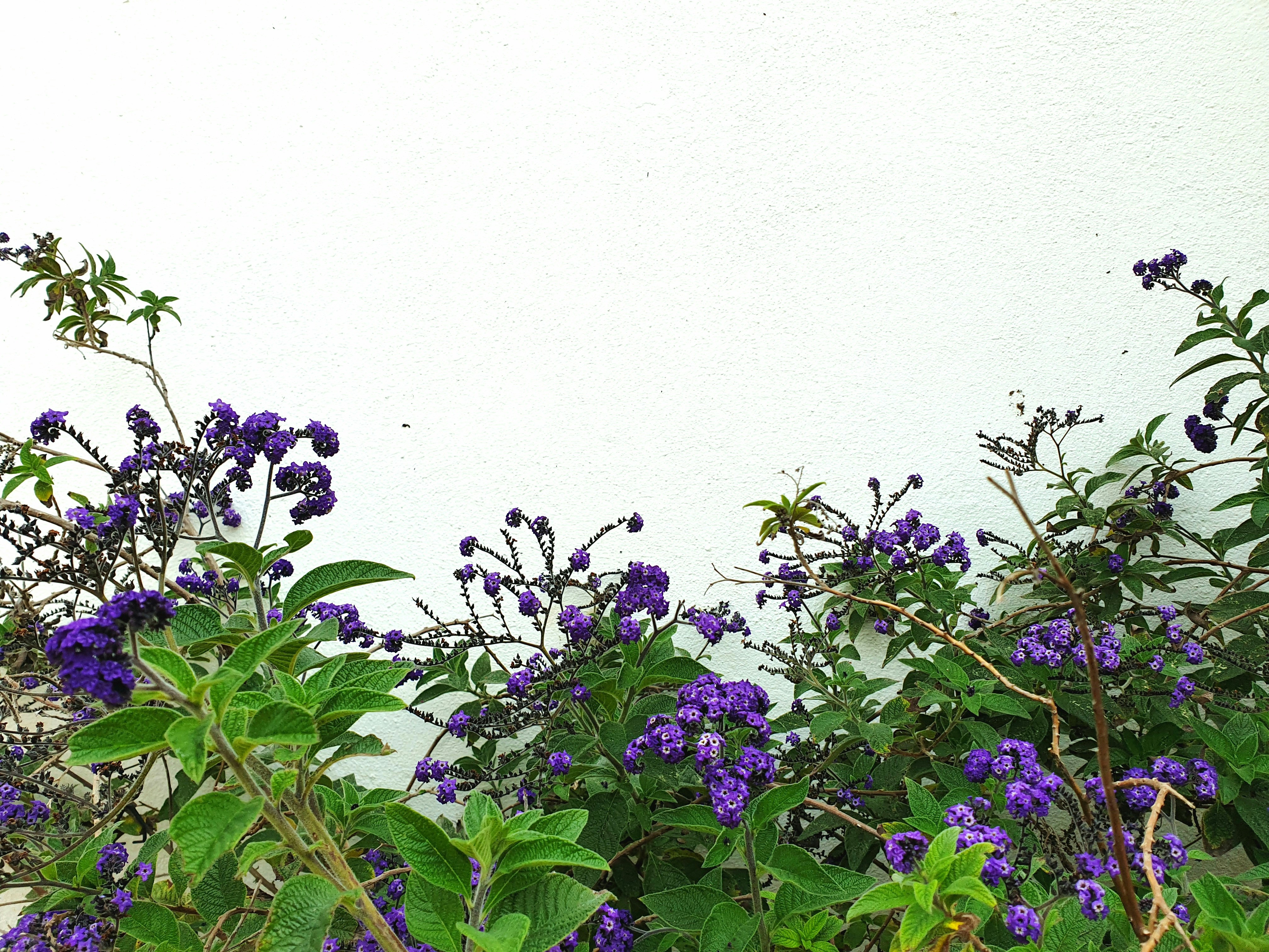 purple flowers with green leaves