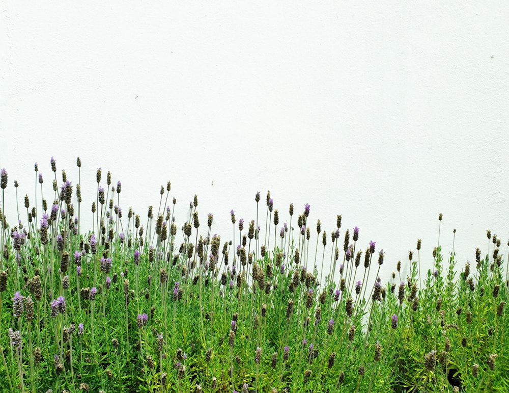 purple flower field during daytime