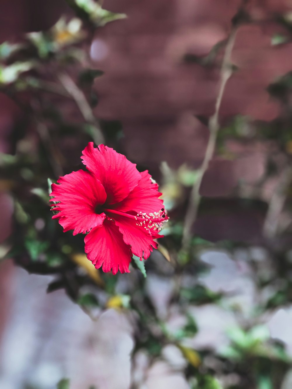 red flower in tilt shift lens