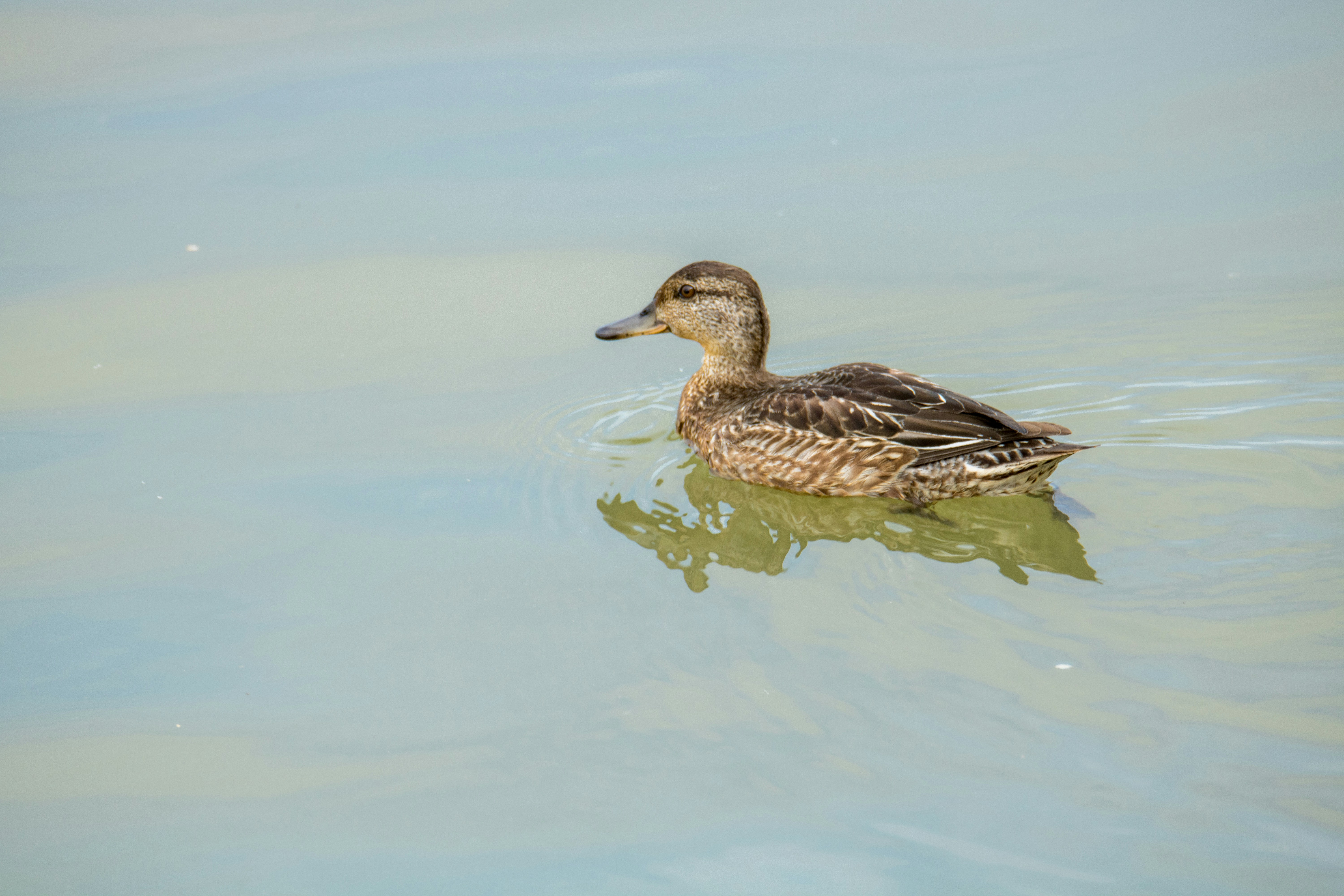 Photo by henrylaiphotography