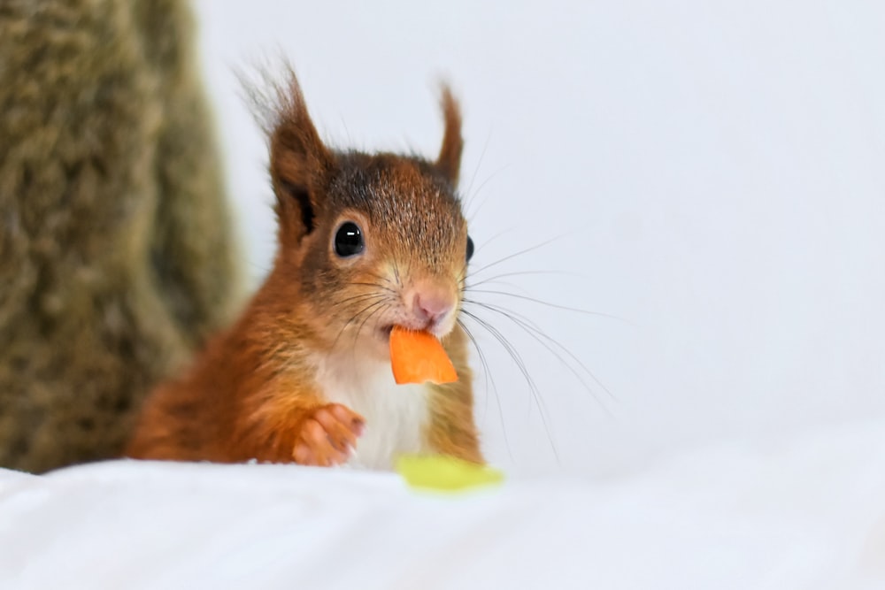 brown squirrel eating yellow fruit