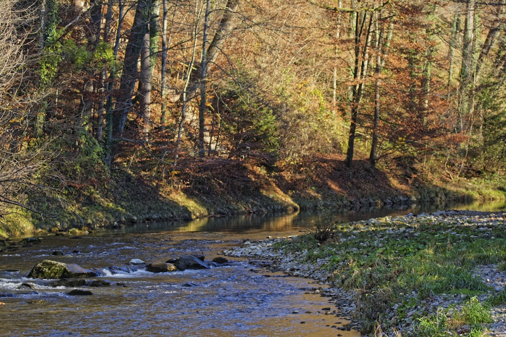 brown trees beside river during daytime