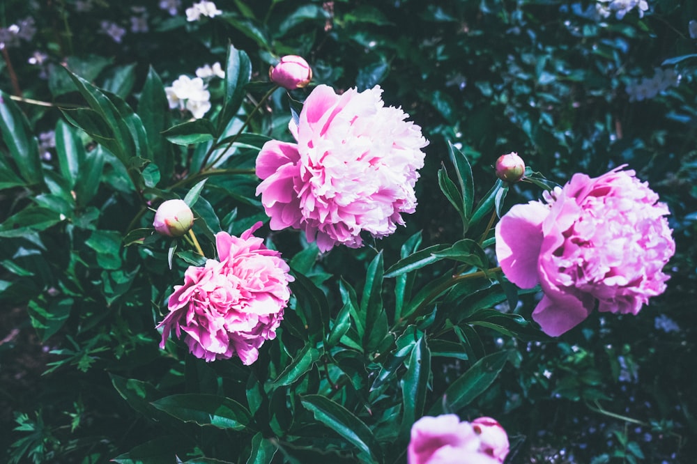 pink flowers in tilt shift lens